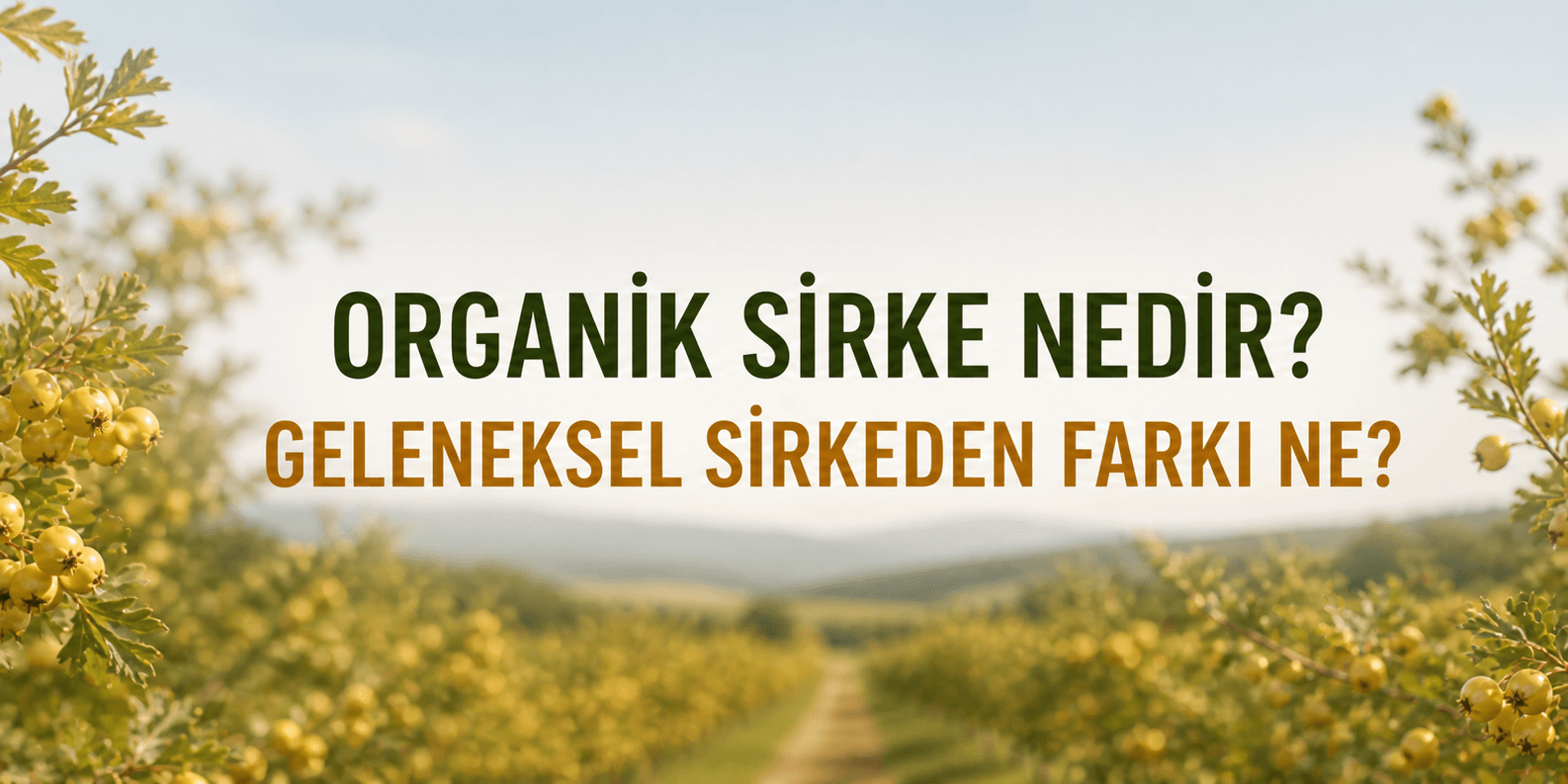 Organik Sirke Nedir? Geleneksel Sirkeden Farkı Ne?